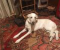 Βρέθηκε - Χάθηκε λευκός αρσενικός σκύλος στον Υμηττό στην Καισαριανή Αττικής
