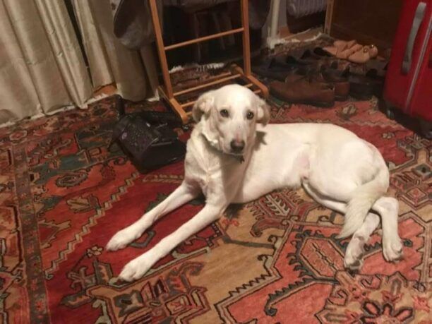 Βρέθηκε - Χάθηκε λευκός αρσενικός σκύλος στον Υμηττό στην Καισαριανή Αττικής