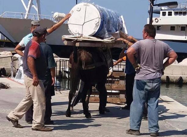 Ζητούν απ’ το ΥΠ.Α.Α.Τ. την ουσιαστική προστασία των ιπποειδών καθώς κακοποιούνται συστηματικά από τους ανθρώπους