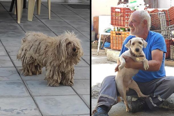 Υιοθέτησε τον σκύλο που περιφερόταν εξαθλιωμένος με τρίχωμα - πανοπλία στους Γαλατάδες Πέλλας