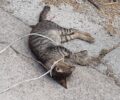 Λέσβος: Βρήκαν τη γάτα νεκρή με θηλιά από καλώδιο στο Ίππειος