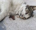 Αφήνουν τα σκυλιά τους να σκοτώνουν γάτες στον λόφο Λαμπράκη στον Νέο Κόσμο της Αθήνας