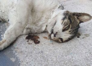 Αφήνουν τα σκυλιά τους να σκοτώνουν γάτες στον λόφο Λαμπράκη στον Νέο Κόσμο της Αθήνας