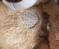 Νέα Ιωνία Μαγνησίας: Γατάκι που κάποιος άρπαξε απ’ τη μάνα του βρήκε παρηγοριά στον αρκούδο