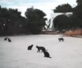 Έκκληση για τις γάτες στη Γλυφάδα Αττικής που μένουν χωρίς τροφή λόγω εργασιών ανάπλασης του παραλιακού μετώπου (βίντεο)