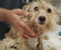 Χαλάνδρι Αττικής: Έσωσε τον σκύλο που περιφερόταν με θηλιά στον λαιμό