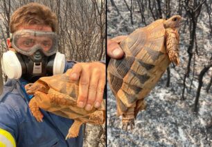 Πυροσβέστης απ’τις Κεχριές: Η χελώνα που έσωσα δεν προσπάθησε να κρυφτεί μόλις την έπιασα στα χέρια μου