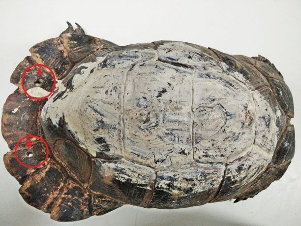 Κορίτσια έσωσαν τη χελώνα που κακοποιούσε κάτοικος του Τολού Αργολίδας