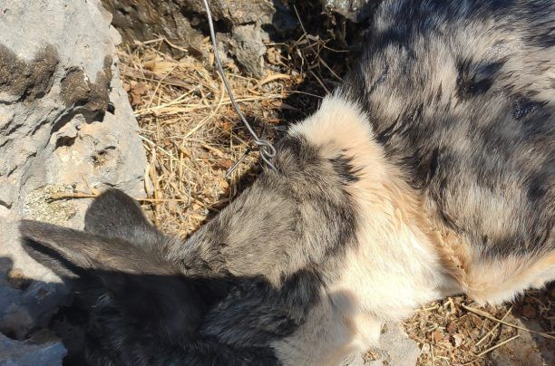 Λασίθι: Φρικτό θάνατο βρήκε σκύλος που ήταν δεμένος με σύρμα στον ήλιο χωρίς τροφή & νερό κοντά στο Καλό Χωριό