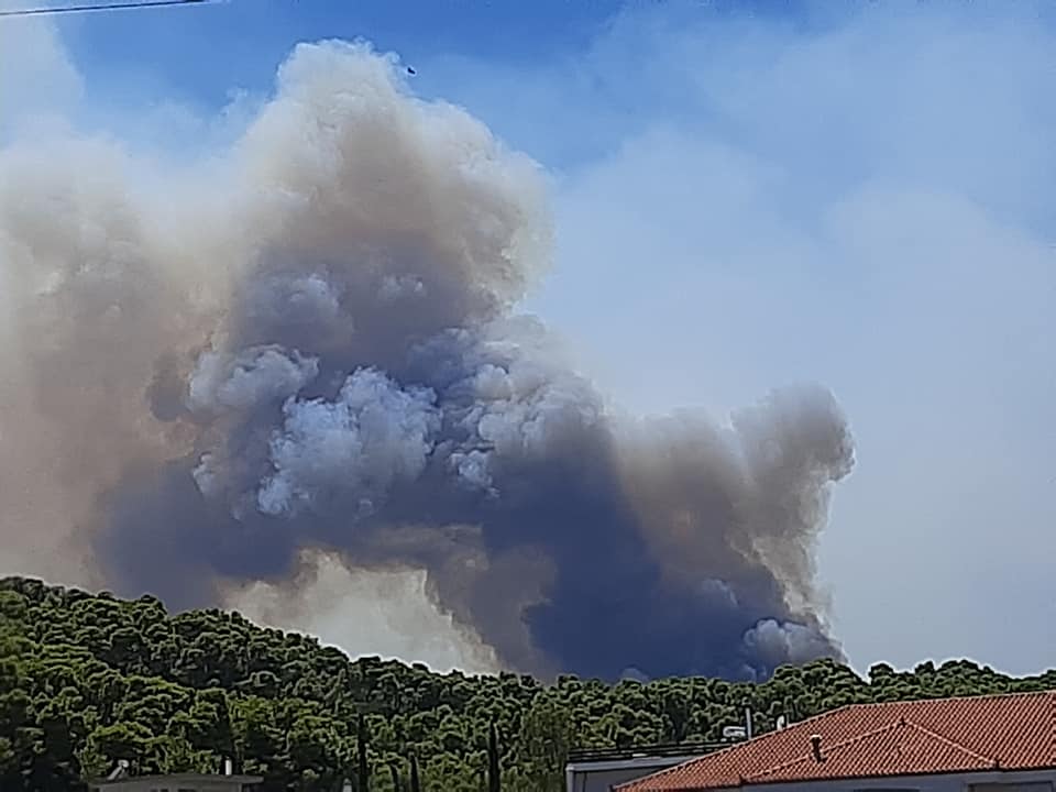 Ζητούν εθελοντές για τον εντοπισμό ζώων που χρειάζονται βοήθεια στις καμένες περιοχές της Κορινθίας