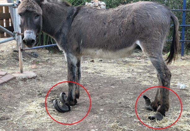 Έσωσαν τον γάιδαρο που κακοποιούσε για χρόνια ηλικιωμένη γυναίκα στο Κλαυσί Ευρυτανίας