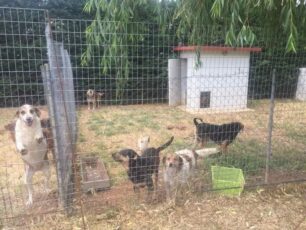 Θεσσαλονίκη: Πήραν τα σκυλιά από το πρώην στρατόπεδο Κόδρα – Πού τα πήγαν;