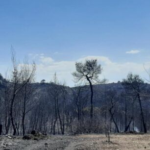 Βρήκαν 4 κουτάβια ζωντανά μέσα στ’ αποκαΐδια στην Κορινθία 2 KorinthiaKexries25 7 2020 1