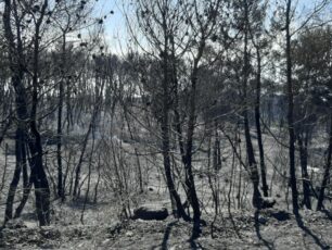 Βρήκαν 4 κουτάβια ζωντανά μέσα στ’ αποκαΐδια στην Κορινθία