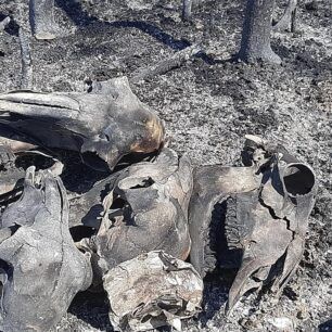 Βρήκαν 4 κουτάβια ζωντανά μέσα στ’ αποκαΐδια στην Κορινθία 7 KorinthiaKexries25 7 2020 6