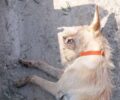 Ακόμα ένας σκύλος νεκρός από φόλα στα Κρέστενα Ηλείας (βίντεο)