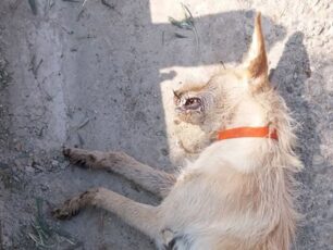 Ακόμα ένας σκύλος νεκρός από φόλα στα Κρέστενα Ηλείας (βίντεο)