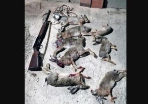 «Οικολόγοι» - κυνηγοί σκότωναν λαγούς νύχτα στα Σκούρβουλα Ηρακλείου Κρήτης