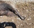 Πτώμα σκύλου γδαρμένο και σύρμα στο πόδι βρήκαν στο Λιτόχωρο Πιερίας