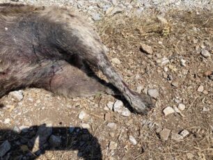 Πτώμα σκύλου γδαρμένο και σύρμα στο πόδι βρήκαν στο Λιτόχωρο Πιερίας