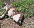 Και τρίτος σκύλος δολοφονημένος με φόλα στα Μέγαρα Αττικής