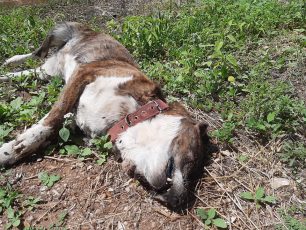 Και τρίτος σκύλος δολοφονημένος με φόλα στα Μέγαρα Αττικής