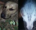 Πυροβόλησε με κυνηγετικό όπλο αδέσποτο σκύλο στο κεφάλι στις Μελέσσες Ηρακλείου Κρήτης