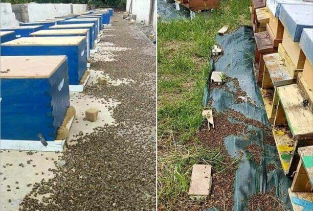 Εκατομμύρια μέλισσες δηλητηριάζονται από τα εντομοκτόνα φυτοφάρμακα