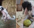 Χρειάζεται σπιτικό σκύλος που βρέθηκε κακοποιημένος στη Νερομάνα Αιτωλοακαρνανίας (βίντεο)