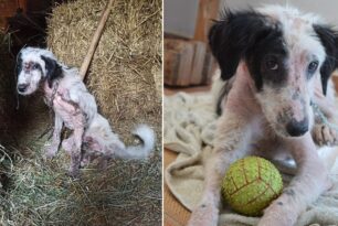 Χρειάζεται σπιτικό σκύλος που βρέθηκε κακοποιημένος στη Νερομάνα Αιτωλοακαρνανίας (βίντεο)