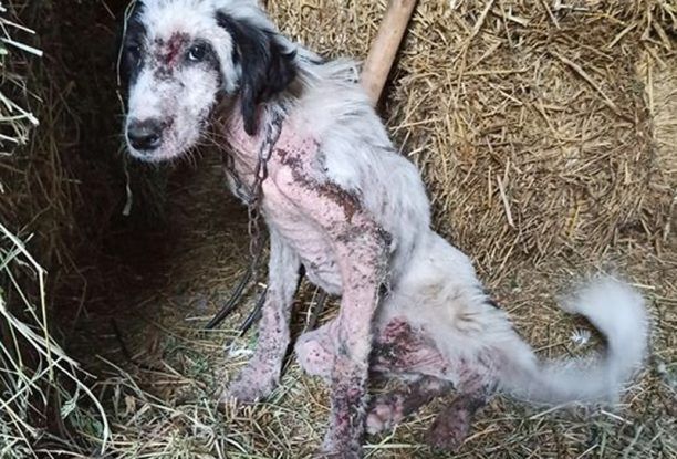 Σε τραγική κατάσταση εντοπίστηκε σκύλος που περιφερόταν στη Νερομάνα Αιτωλοακαρνανίας (βίντεο)