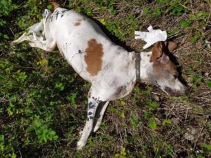 Βρήκε τον σκύλο που είχε υιοθετήσει δολοφονημένο με φόλα μέσα στο κτήμα του στο Πέτα Άρτας (βίντεο)