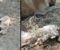 10-10-2023 η δίκη του άνδρα που κακοποιούσε τον σκύλο του στην Πλύτρα Λακωνίας (βίντεο)