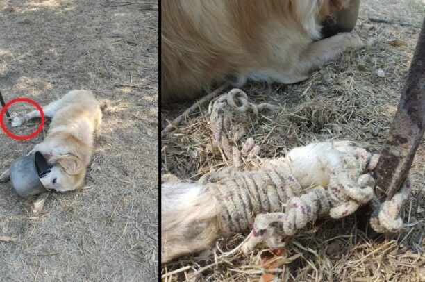 Πλύτρα Λακωνίας: Βρήκε τον σκύλο δεμένο & ακινητοποιημένο στο έδαφος χωρίς νερό (βίντεο)