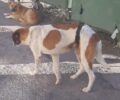 Πτολεμαΐδα Κοζάνης: Έκκληση για σκύλο που υποφέρει με τη γάζα να έχει κολλήσει στο σώμα του