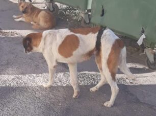 Πτολεμαΐδα Κοζάνης: Έκκληση για σκύλο που υποφέρει με τη γάζα να έχει κολλήσει στο σώμα του