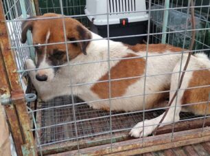 Πτολεμαΐδα Κοζάνης: Αφαιρέθηκε η γάζα απ' τον σκύλο - Ευτυχώς δεν είχε τραυματιστεί