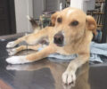 Χρειάζεται σπιτικό ο υπέροχος σκύλος που έχει κακοποιηθεί επανειλημμένα στη Ράχη Άρτας (βίντεο)