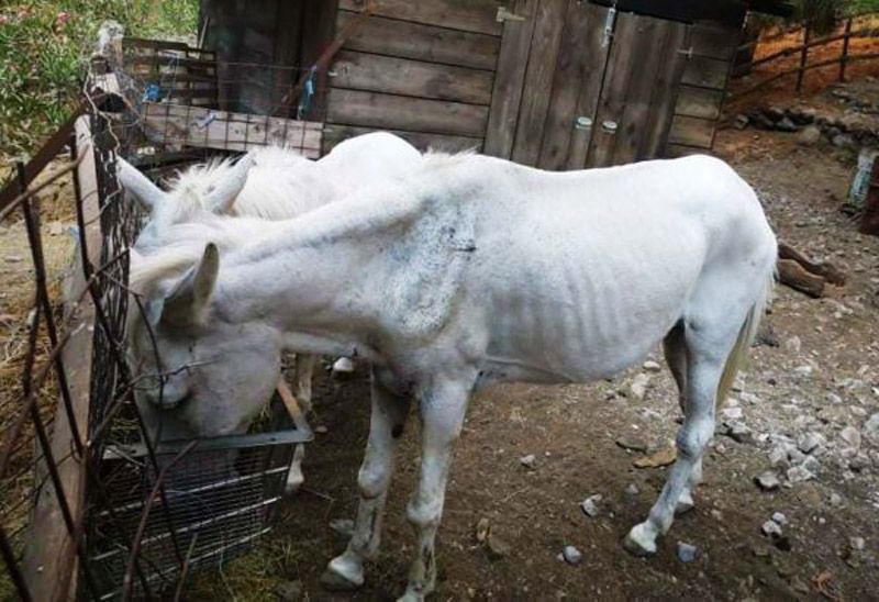 Χανιά: Μετά την καταγγελία αναγκάστηκαν να φροντίσουν τα μουλάρια που παράτησαν στο φαράγγι της Σαμαριάς