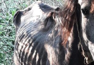 Συνελήφθη άνδρας που κακοποιεί συστηματικά περίπου 30 ιπποειδή στο Στόμιο Κορινθίας