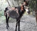 Τι απέγιναν τα σκελετωμένα άλογα στο Στόμιο Κορινθίας;
