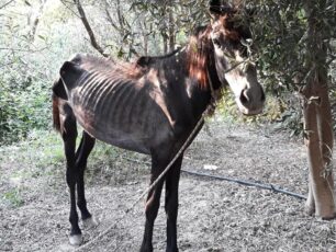 Τι απέγιναν τα σκελετωμένα άλογα στο Στόμιο Κορινθίας;