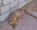 Ηράκλειο Κρήτης: Έκκληση για τα έξοδα και για να βρει σπιτικό σκύλος που έμεινε παράλυτος μετά από τροχαίο (βίντεο)
