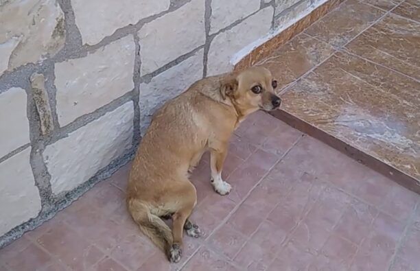 Ηράκλειο Κρήτης: Έκκληση για τα έξοδα και για να βρει σπιτικό σκύλος που έμεινε παράλυτος μετά από τροχαίο (βίντεο)