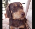 Βρέθηκε - Χάθηκε θηλυκός σκύλος στο Μαρούσι Αττικής