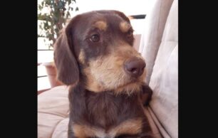 Βρέθηκε - Χάθηκε θηλυκός σκύλος στο Μαρούσι Αττικής
