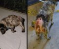 Μαγνησία: Βρήκε σκύλο με εγκαύματα από χημική ουσία στη Νεάπολη Βόλου