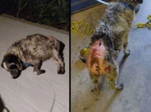 Μαγνησία: Βρήκε σκύλο με εγκαύματα από χημική ουσία στη Νεάπολη Βόλου