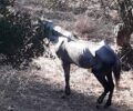 Κρήτη: H άγνοια της νομοθεσίας για την προστασία ζώων απ’το Α.Τ. Χανίων αφήνει δράστες ατιμώρητους
