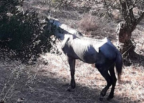 Κρήτη: H άγνοια της νομοθεσίας για την προστασία ζώων απ’το Α.Τ. Χανίων αφήνει δράστες ατιμώρητους